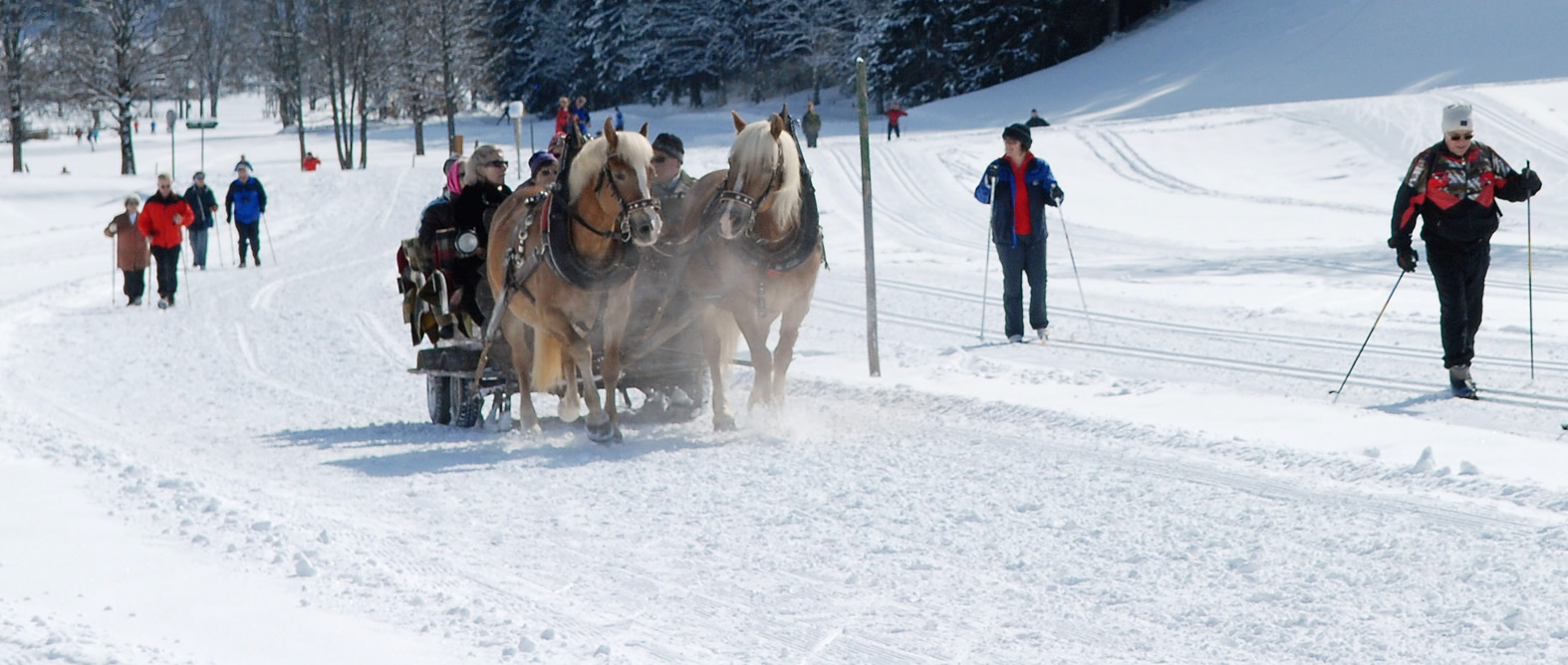 Pferdeschlittenfahrt in Ramsau am Dachstein in der Steiermark in Österreich